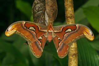 Atlas moth found in Bihar Bagha  സര്‍പ്പശലഭം ബീഹാറിലെ ഭാഗ ഗ്രാമത്തില്‍  ഭാഗയില്‍ ശലഭത്തെ കാണാനായി  Attacus Atlas  അറ്റ്ലസ് ശലഭം ബീഹാറില്‍