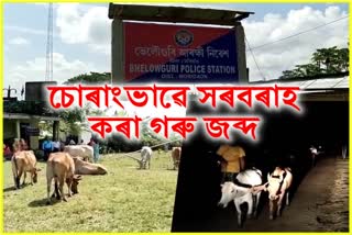 Cattle seized in Morigaon