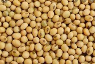 Indore iisr develops drought tolerant soybean