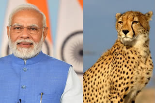 PM Modi urges people to participate in contests related to Namibian Cheetahs