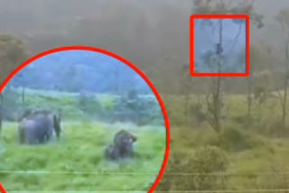 Watch: Kerala farmer climbs tree as wild elephants forage in his farm