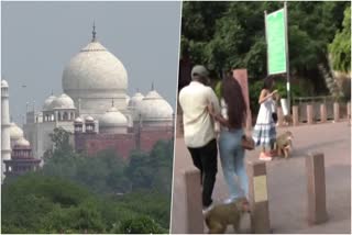 Monkey menace at Taj Mahal  Taj Mahal  Agra  Tourist attack  monkey attack  uttar pradesh  ആഗ്ര  ഉത്തർ പ്രദേശ്  താജ്‌മഹൽ പരിസരത്ത് കുരങ്ങ് ശല്യം  monkey attack tourist  താജ്‌മഹൽ