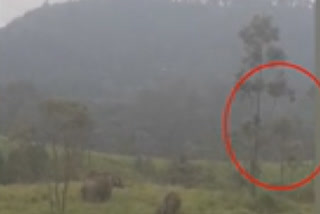 Video: யானையிடமிருந்து தப்பிக்க மரத்தில் ஏறி ஒன்றரை மணிநேரம் அமர்ந்த விவசாயி