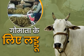 Ayurvedic laddu for cows which is claimed to boost immunity in cows