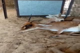 Lumpy like disease in deer of Barmer, 15 died so far