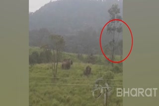 man-climbs-on-to-a-tree-and-wait-for-one-and-a-half-hours-to-save-him-from-a-wild-elephant-herd