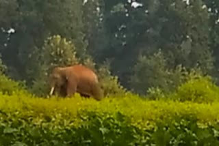Terror of elephants in Baikunthpur forest division