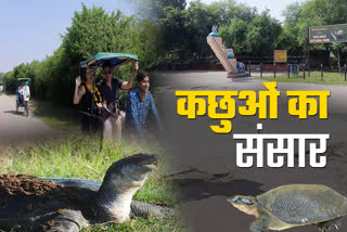 World Of Tortoise In Bharatpur