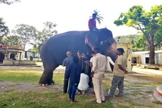 ದಸರಾ ಗಜಪಡೆಗೆ ವರ್ಣರಂಜಿತ ಬಣ್ಣದ ಚಿತ್ತಾರ