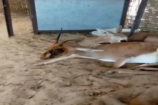 Lumpy like disease in deer of Barmer, 15 deer died due to lumpy like disease