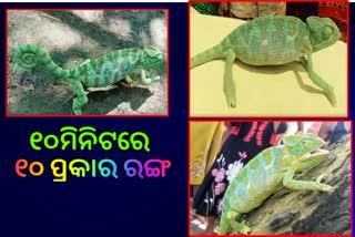 ଭଦ୍ରକରୁ ଉଦ୍ଧାର ହେଲା ରଙ୍ଗ ବଦଳାଉଥିବା ବିଲୁପ୍ତ ବହୁରୂପୀ ଏଣ୍ଡୁଅ