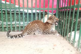 mp balaghat leopard cub