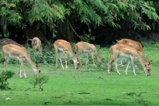 Lumpy skin disease deer Barmer Rajasthan  Amrita Devi Wildlife Conservation Centre  15 deers dead Lumpy Skin Disease Rajasthan  Fears over lumpy disease in deer Barmer Rajasthan  deer lumpy skin disease Palamu Tiger Reserve  Jharkhand PTR asks villagers cows and wildlife  No cow in forest Palamu Tiger Reserve says  Lumpy skin disease  ചര്‍മ്മമുഴ രോഗം മാനുകളിലേക്കും  ചര്‍മ്മമുഴ രോഗം  ചര്‍മ്മമുഴ രോഗ ലക്ഷണങ്ങള്‍  ചര്‍മ്മമുഴ രോഗം രാജസ്ഥാനില്‍  ചര്‍മ്മമുഴ രോഗം മാനുകളില്‍