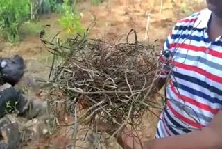 Crow built a nest using iron wire in Karnataka