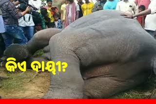 elephant death at jobra barrage