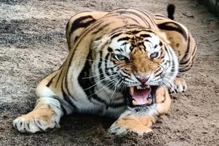 bhopal tiger video near kaliasot dam