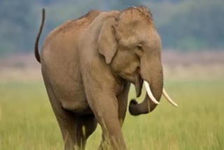 elephant crushed two youths in Dhamtari