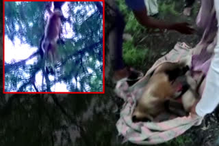 Miscreants in Karnataka hang two monkeys to death