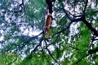 monkeys found hanged on tree in Bidar Karnataka