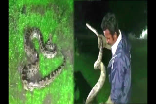 Python rescued in Jamshedpur released in Dalma forest