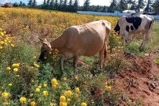 செண்டுமல்லிப்பூக்களுக்கு உரிய விலை கிடைக்காததால் விவசாயிகள் விரக்தி!