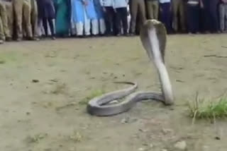 betul school 7 feet cobra snake