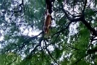 Monkeys hanged to tree in karnataka