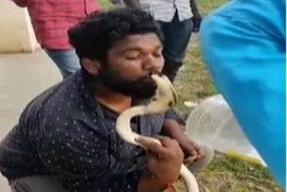 Cobra bites snake catcher's lips in a viral video