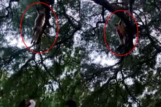 Miscreants in Karnataka hang two monkeys to death  കുരങ്ങുകളെ മരത്തിൽ കെട്ടിത്തൂക്കി കൊലപ്പെടുത്തി  കർണാടകയിൽ കുരങ്ങുകളോട് ക്രൂരത  കർണാടകയിലെ ബിദാർ ജില്ലയിൽ കുരങ്ങുകളെ കൊന്നു  monkeys were hanged in Karnataka  monkeys were hanged from a Tamarind tree  കുരങ്ങുകളെ പുളിമരത്തിൽ കെട്ടിത്തൂക്കി അജ്ഞാതർ