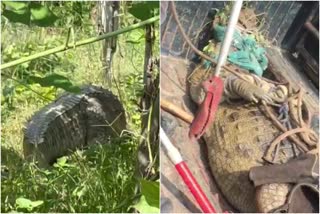 Giant crocodile rescued in Haridwar  ഭീമൻ മുതല  ഹരിദ്വാറിൽ നാട്ടുകാരെ ഭീതിയിലാക്കി ഭീമൻ മുതല  മുതലയെ രക്ഷപ്പെടുത്തി  national news  malayalam news  Haridwar Giant crocodile video  ദേശീയ വാർത്തകൾ  മലയാളം വാർത്തകൾ