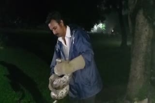 Python rescued from Jubilee park in Jamshedpur  Python rescued in Jamshedpur  Jubilee park in Jamshedpur  Jamshedpur  പാര്‍ക്കില്‍ പെരുമ്പാമ്പ്  ജംഷഡ്‌പൂർ  പാർക്കിൽ നിന്ന് പെരുമ്പാമ്പിനെ പിടികൂടി  വനംവകുപ്പ് ഉദ്യോഗസ്ഥർ  വനംവകുപ്പ്