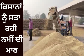 Farmers upset due to unseasonal rain in Ropar, demand from the government to increase the moisture content of paddy