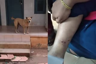 Woman goes to clinic to treat a cat byte, bitten by dog inside the clinic
