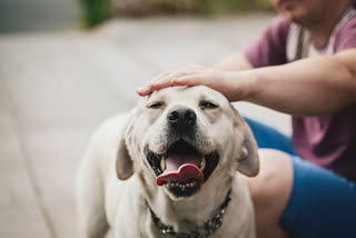 'Virtual Labrador' may help prevent dog bites in future