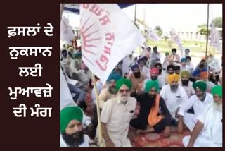 demand for compensation for damaged crops in Amritsar