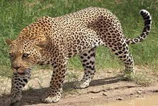 Video of leopard in Kashipur goes viral on social media