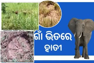 ଆଖୁ କିଆରୀରେ ଆଠ ଟିକିଆ ବଣୁଆ ହାତୀଙ୍କ ଉପଦ୍ରବ