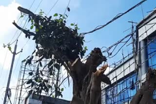 जगदलपुर महापौर पर पुरातन पेड़ को कटवाने का आरोप