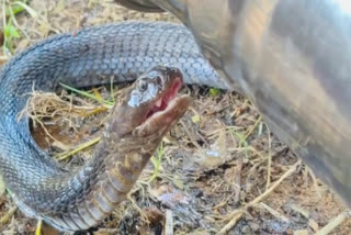 shivpuri snake drink water