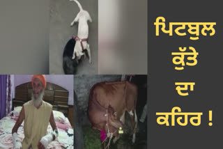 Pit bull dog injured 12 people in 5 villages of Dinanagar
