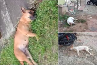 stray dog death in Thirssur  Thirssur news updates  latest news updates of stray dogs  തെരുവ് നായകളെ ചത്ത നിലയില്‍ കണ്ടെത്തി  നായകളെ കൂട്ടത്തോടെ ചത്ത നിലയില്‍ കണ്ടെത്തി  തൃശൂര്‍  തൃശൂര്‍ വാര്‍ത്തകള്‍  ചാലക്കുടി വാര്‍ത്തകള്‍  ചാലക്കുടി തെരുവ് നായ  തെരുവ് നായ വാര്‍ത്തകള്‍