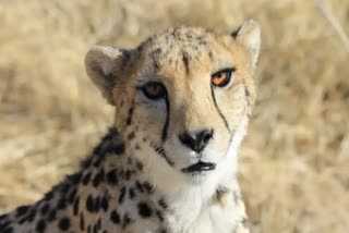 namibian cheetah in kuno