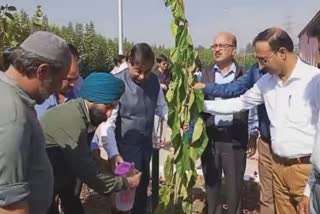 Mulberry Plantation on NH at Pampore