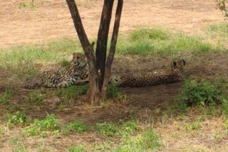 namibia cheetah asha pregnant