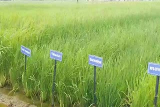 change in paddy crop due to mutation breeding