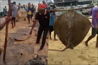 stingray-fishes-caught-in-udupi-fishermen-net