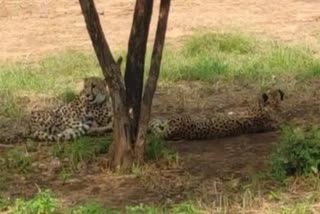cheetah asha pregnant in mp