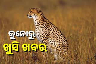 କୁନୋ ଜାତୀୟ ଉଦ୍ୟାନରୁ ଆସିଲା ଖୁସି ଖବର, ଆଶା ଗର୍ଭବତୀ