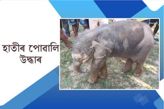 Elephant calf rescue at Dhendai Tea Estate at Rangapara