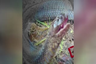 cobra drinking water from pot  മൂര്‍ഖന് കലശലായ ദാഹം  മധ്യപ്രദേശിലെ ശിവപുരി  പാത്രത്തില്‍ നല്‍കിയ വെള്ളം കുടിച്ച് മൂര്‍ഖന്‍  cobra drinking water from pot  cobra